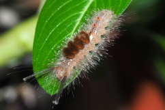Caterpillar of Zhejiang Tussock Moth (Dasychira chekiangensis) photo